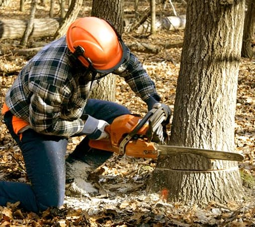 Tree Removal in Oakfield, TN